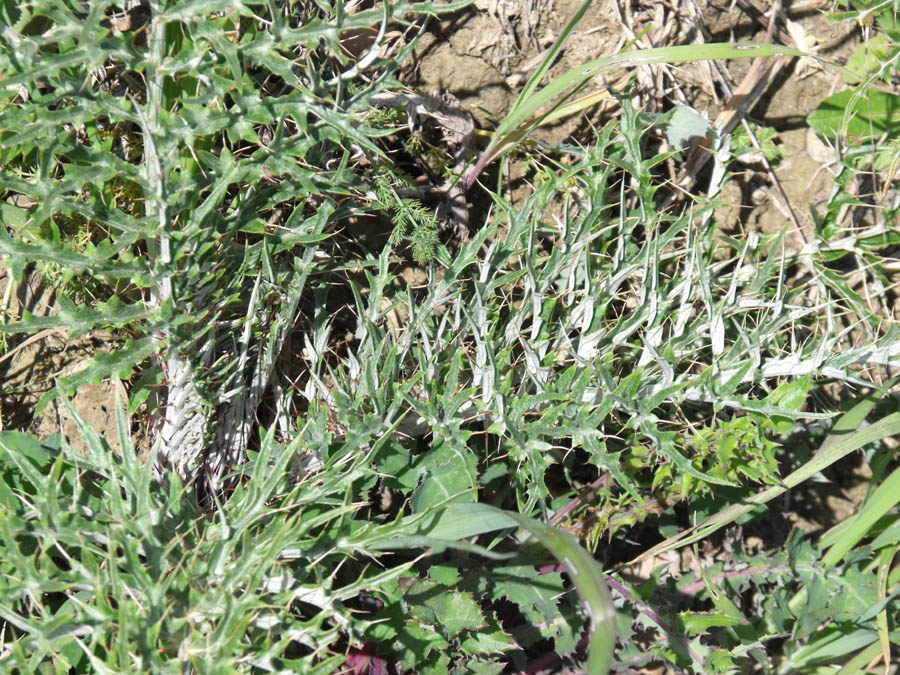 Cynara cardunculus maremmano